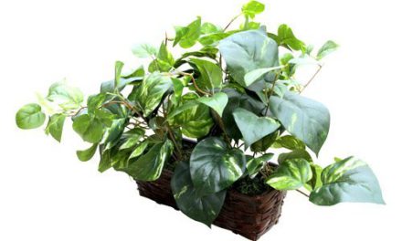 HD Spy Camera: Covert WiFi Plant Cam with Motion Activation – Live View, Recording, Remote Access – Ideal for Home, Office, Nanny