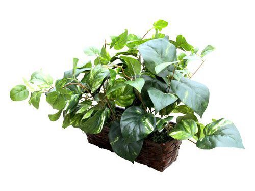 HD Spy Camera: Covert WiFi Plant Cam with Motion Activation – Live View, Recording, Remote Access – Ideal for Home, Office, Nanny