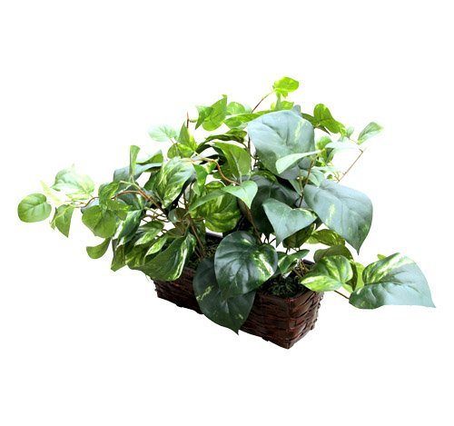 HD Spy Camera: Covert WiFi Plant Cam with Motion Activation – Live View, Recording, Remote Access – Ideal for Home, Office, Nanny