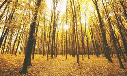 Captivating Fall Maple Forest Backdrop
