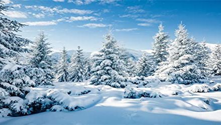 Snowy Forest Wonderland: Enchanting Winter Celebration