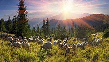 Capture Stunning Rural Pasture Scene for Photography Shoot