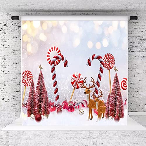 Capture the Magic: Kate’s Enchanting Christmas Wonderland