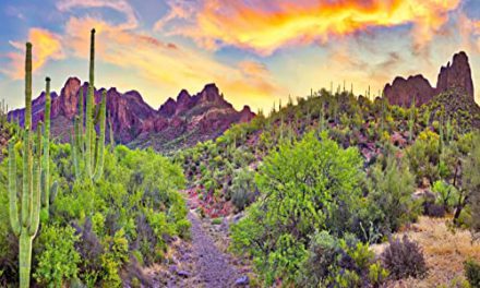 Capture the Wild Beauty: Arizona Desert Photography Backdrop