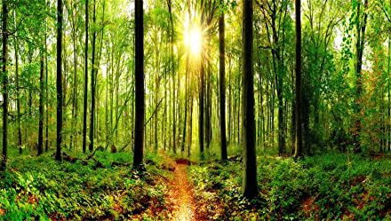 Enchanting Forest: Captivating Photography Backdrop