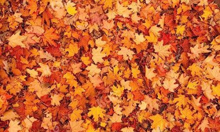 Kate Fall Photography: Autumn Maple Flooring Mat for Stunning Photo Studio Props